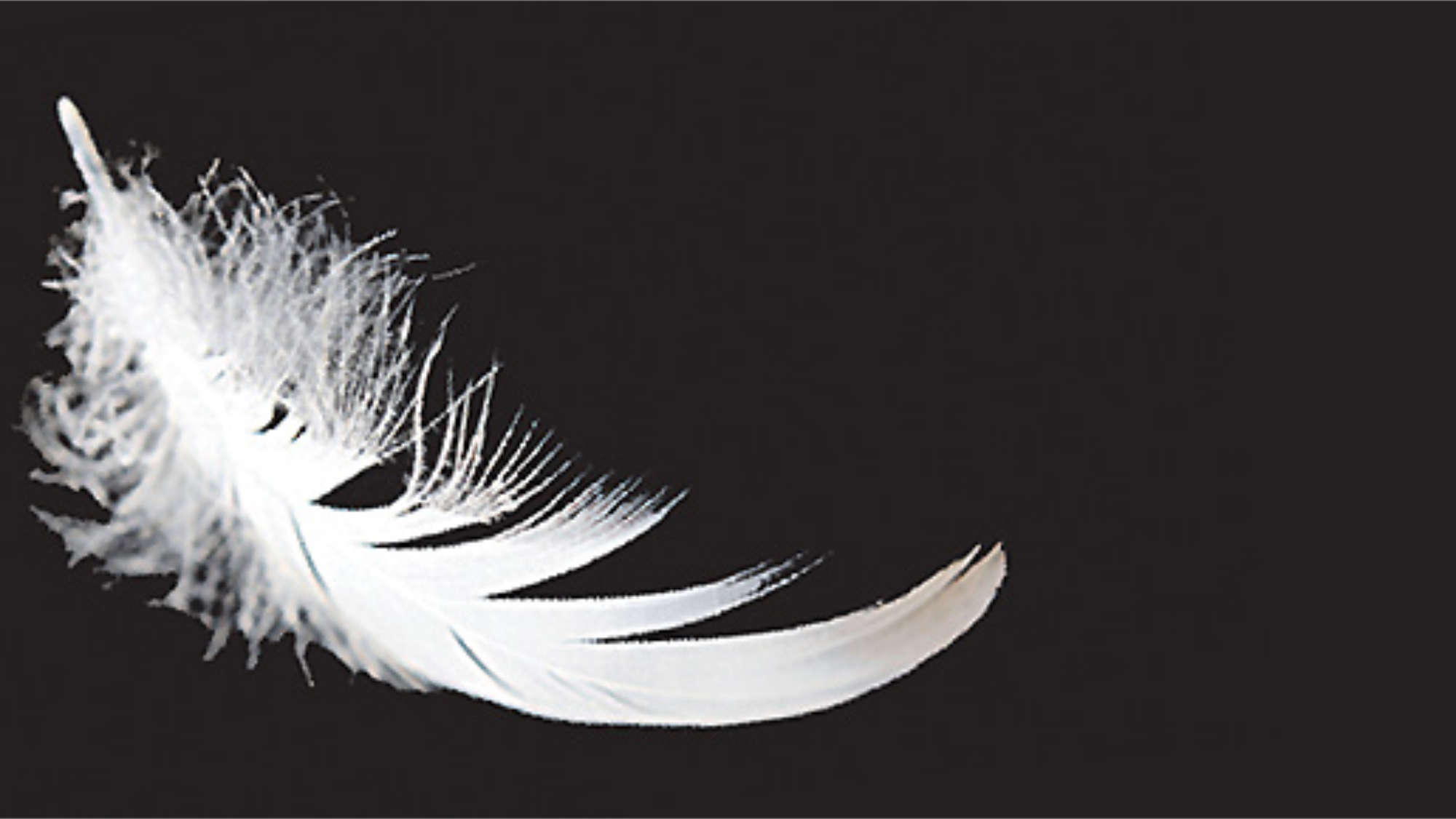 A floating feather